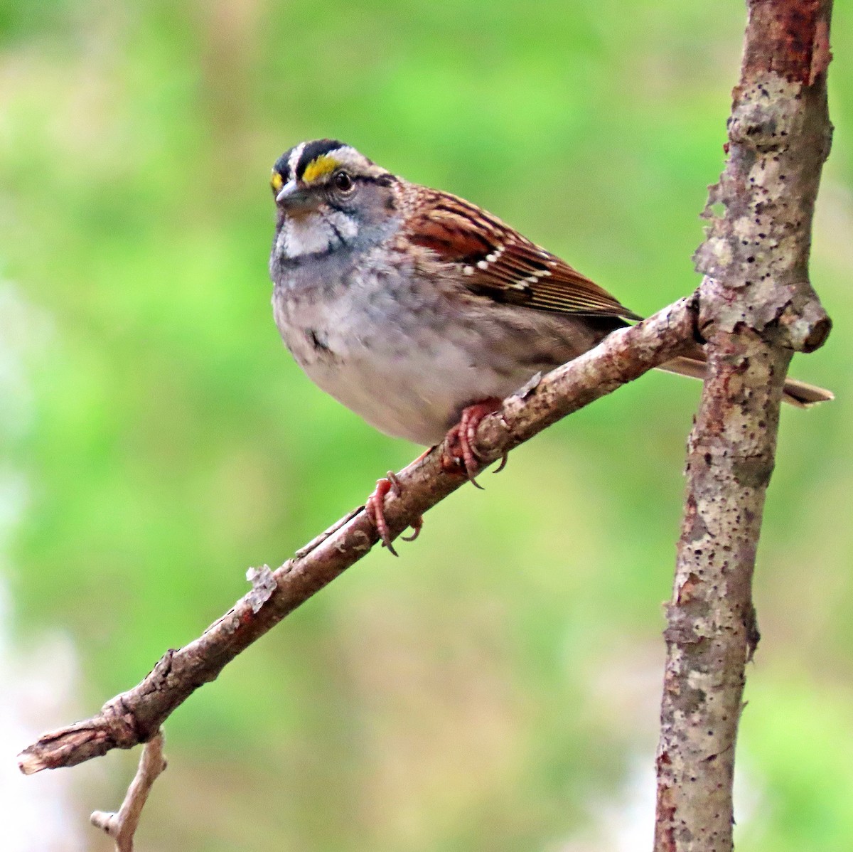 White-throated Sparrow - Shilo McDonald