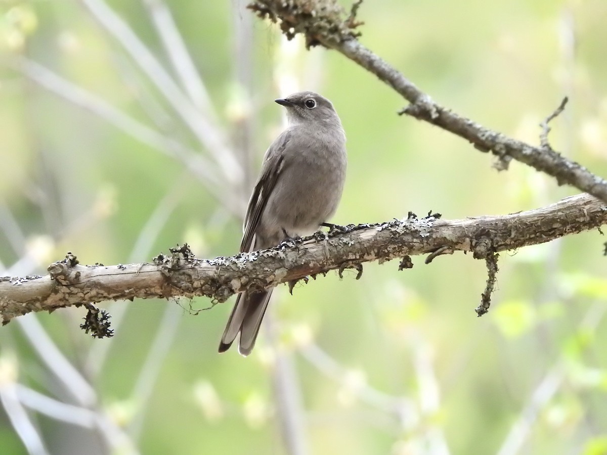 Townsend's Solitaire - ML618293510