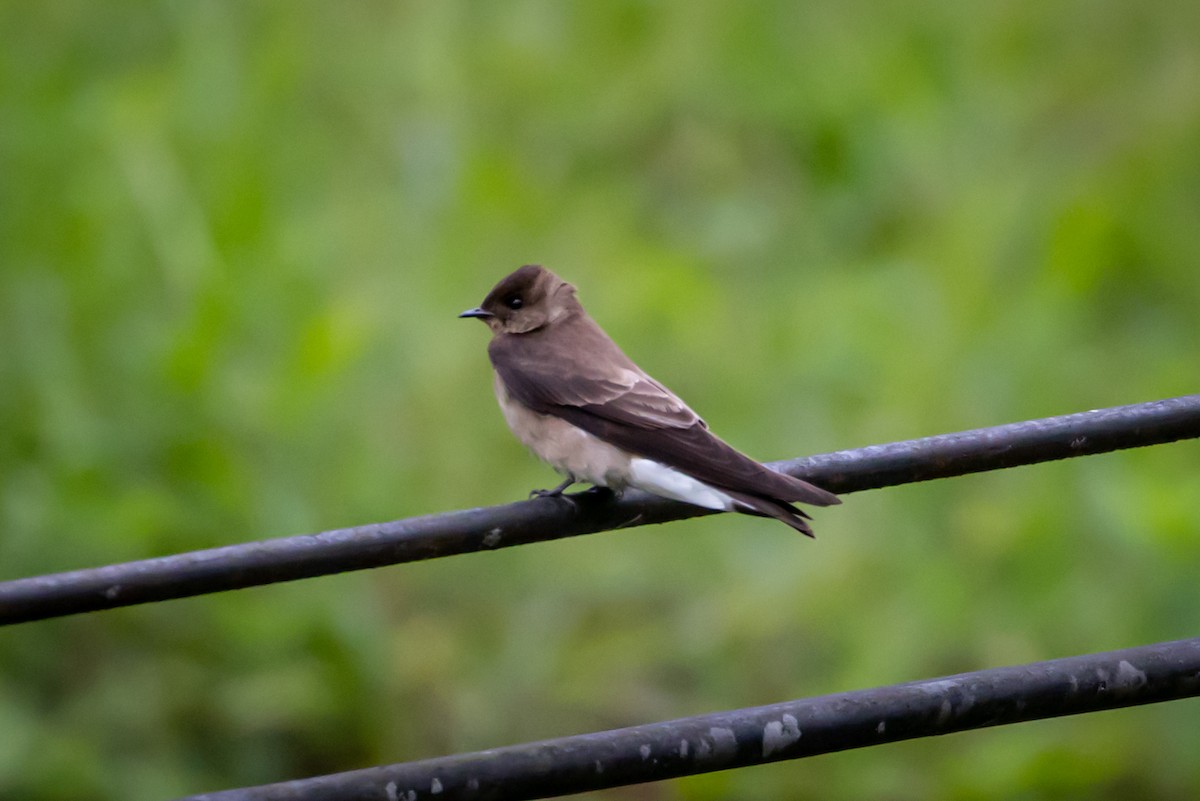 Northern Rough-winged Swallow - ML618293551