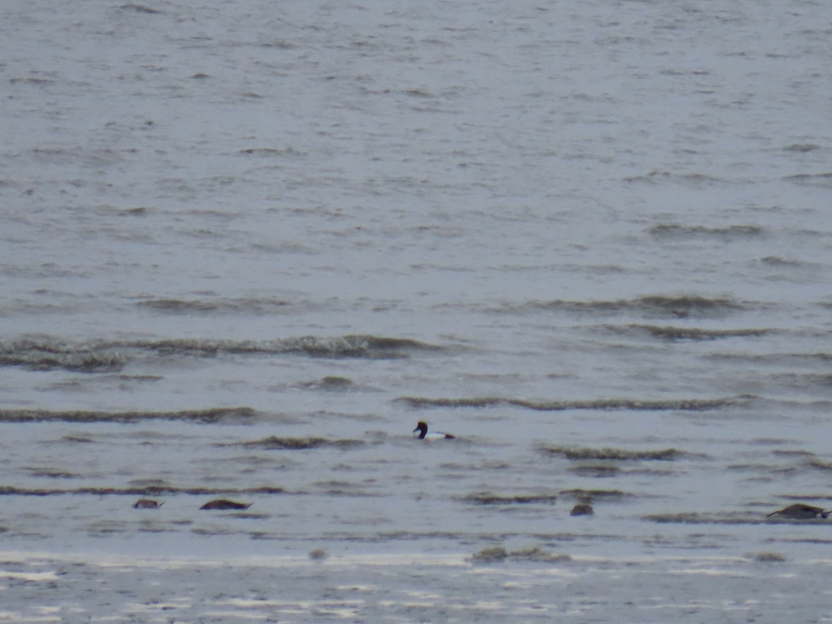 Greater Scaup - ML618293606