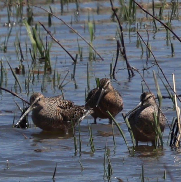 Long-billed Dowitcher - ML618293613