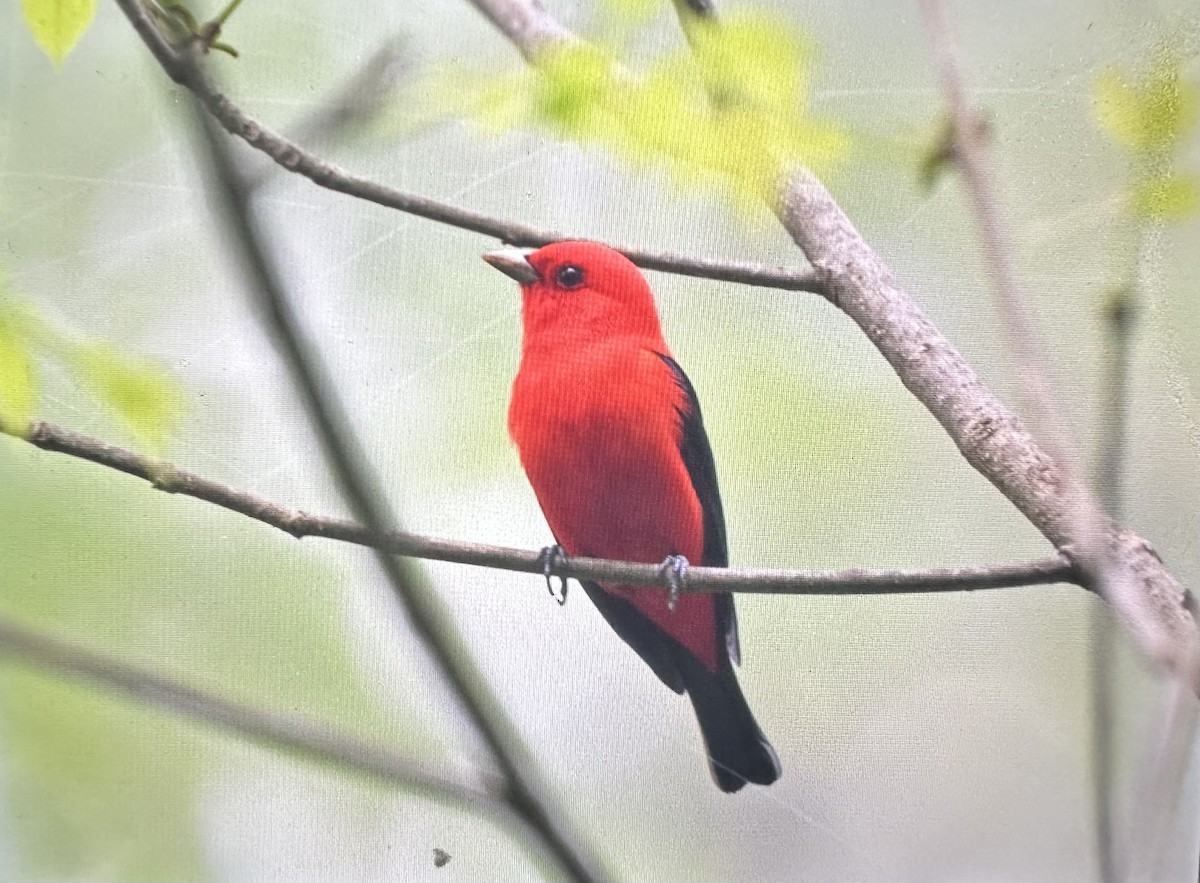 Scarlet Tanager - ML618293619