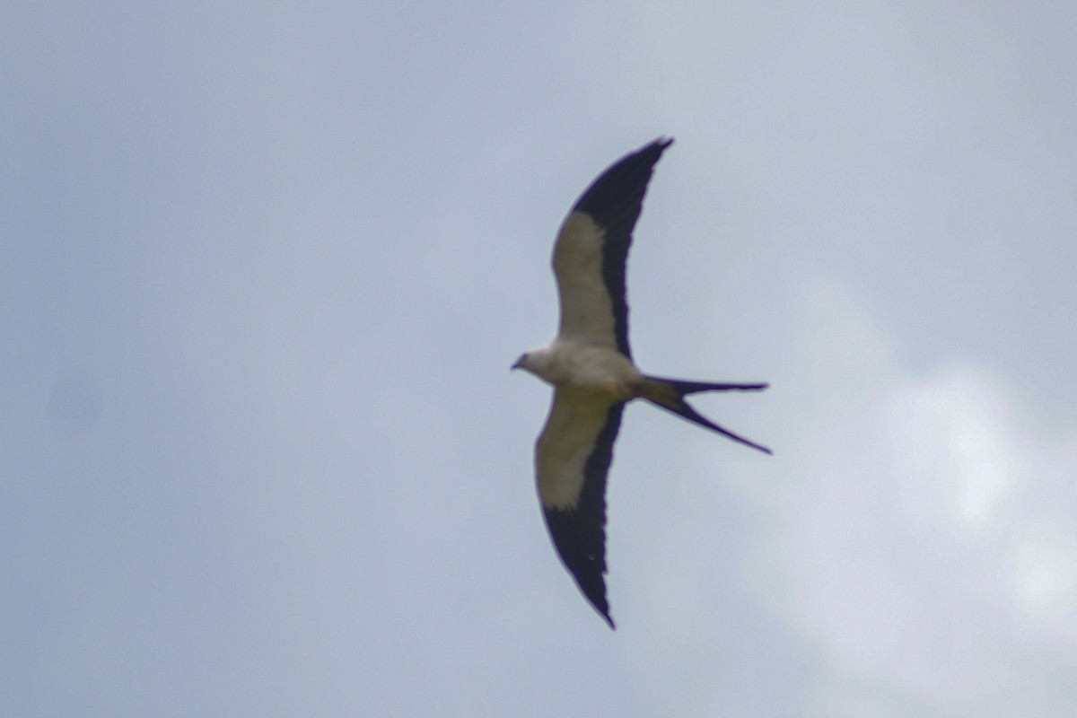 Swallow-tailed Kite - Francisco Inciarte