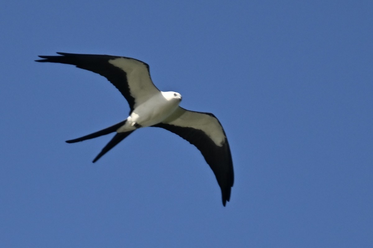 Swallow-tailed Kite - ML618293649