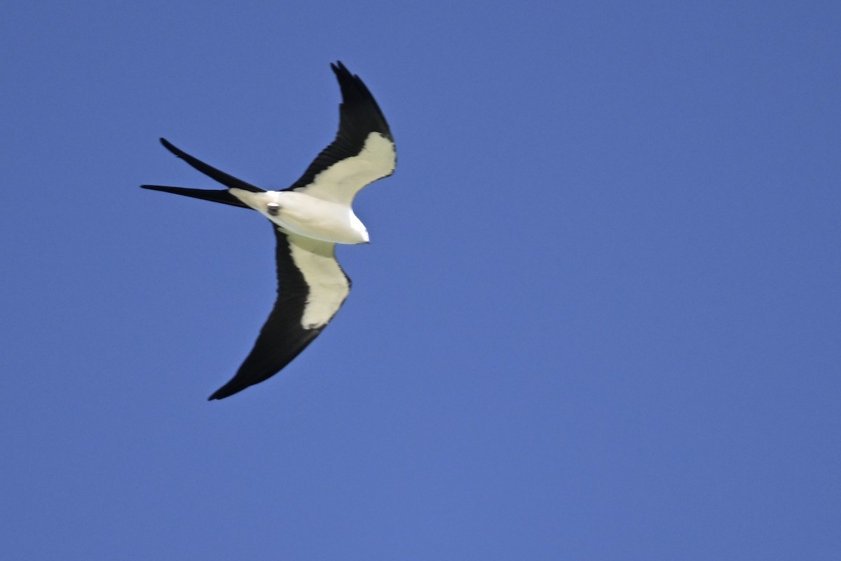 Swallow-tailed Kite - ML618293650