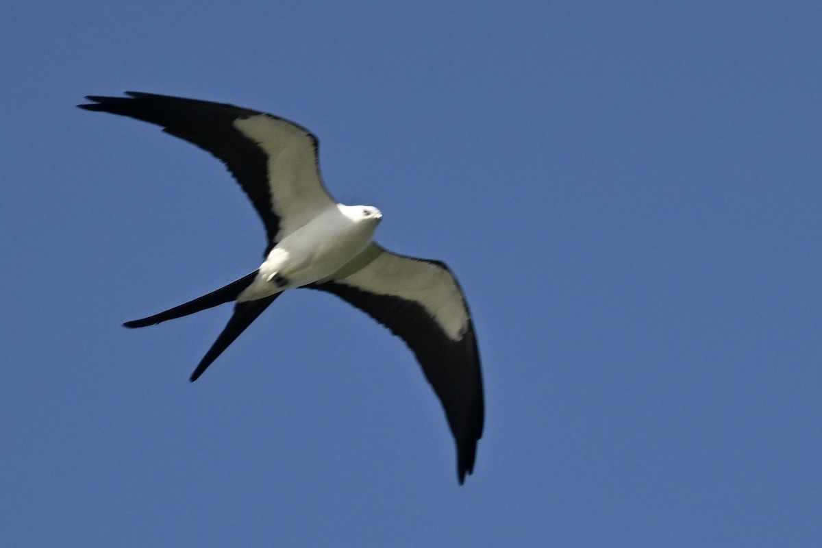 Swallow-tailed Kite - ML618293652