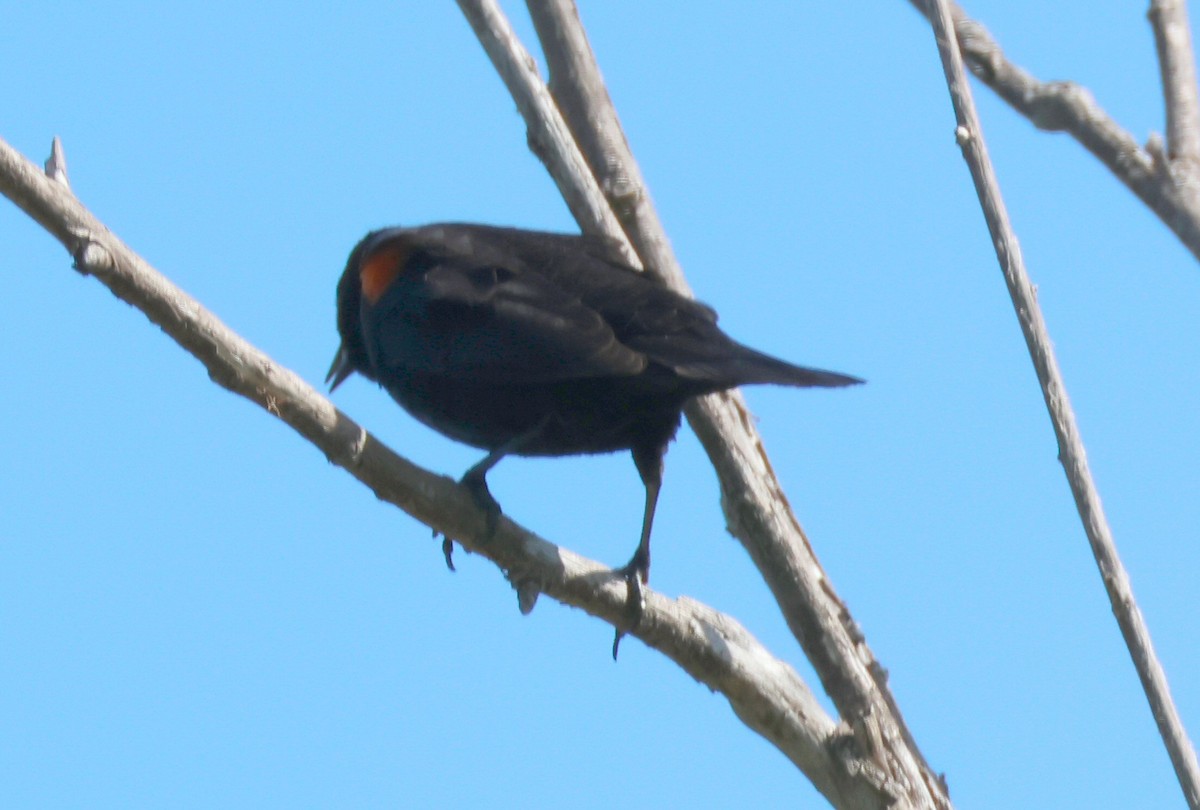 Red-winged Blackbird - Vince Folsom