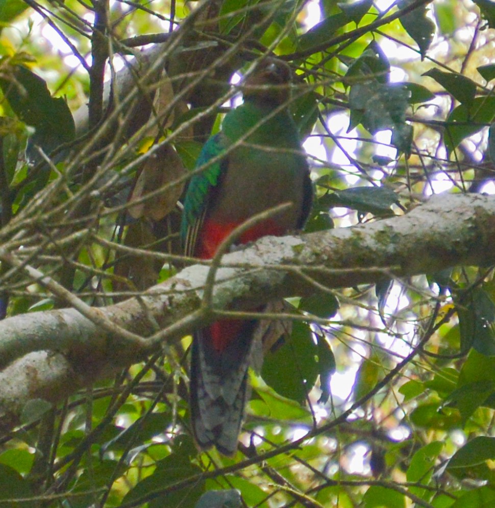 Quetzal Fúlgido - ML618293668