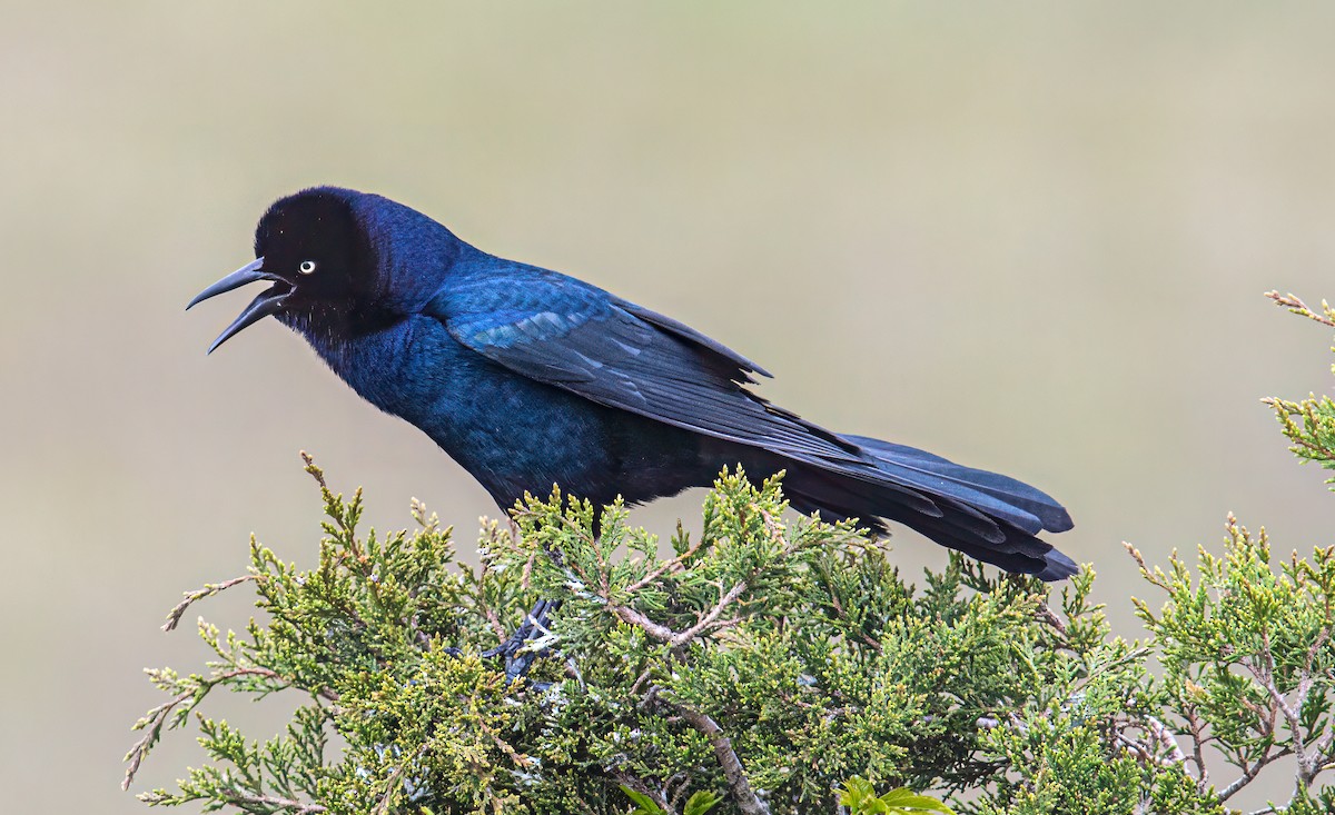 Boat-tailed Grackle - ML618293690