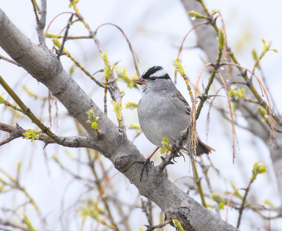 White-crowned Sparrow - Gihyun Yoo