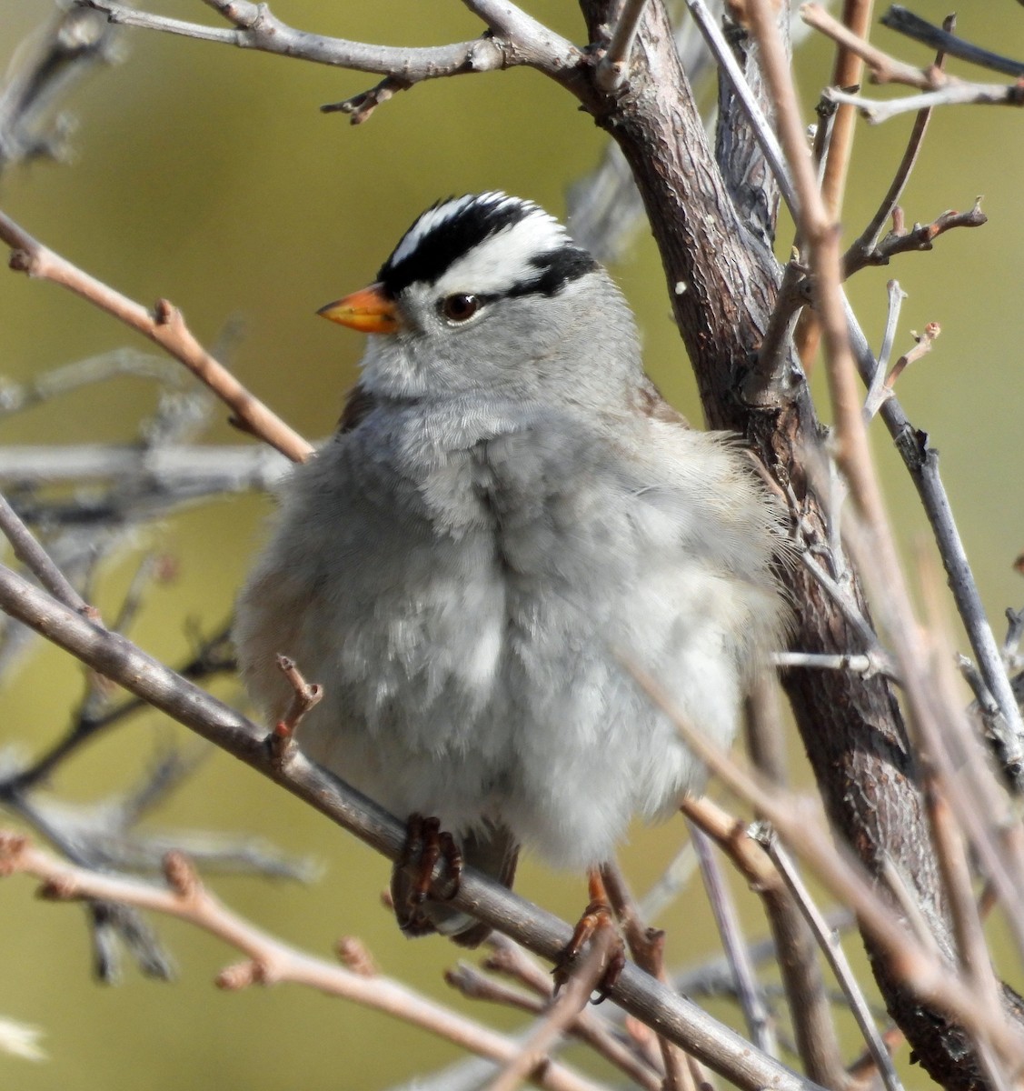 White-crowned Sparrow - ML618293717