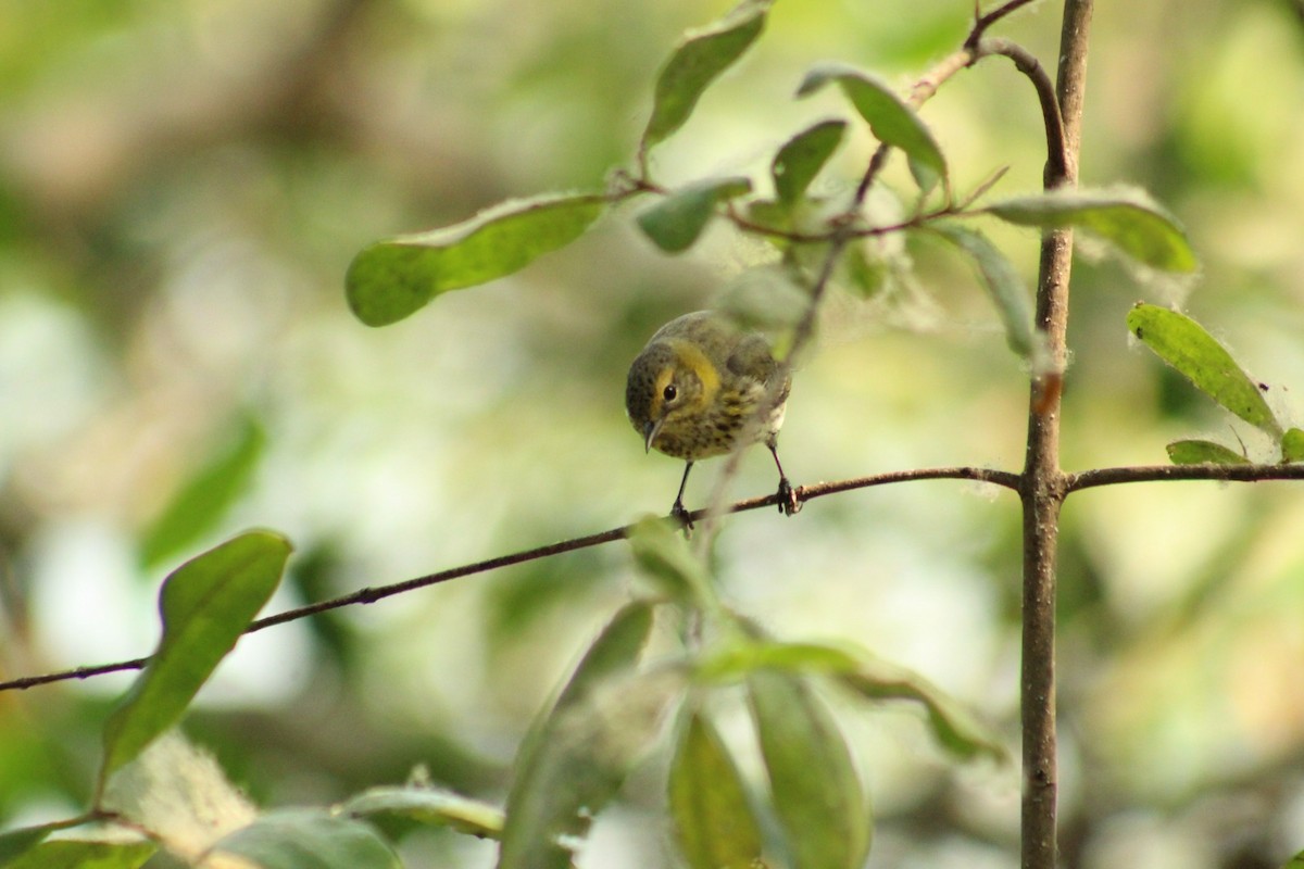Cape May Warbler - ML618293720