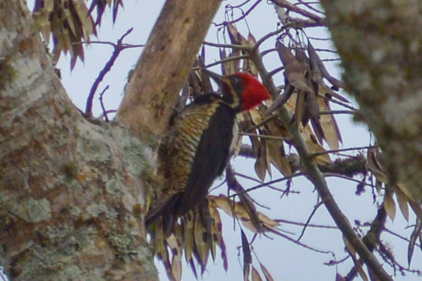 Lineated Woodpecker - Francisco Inciarte