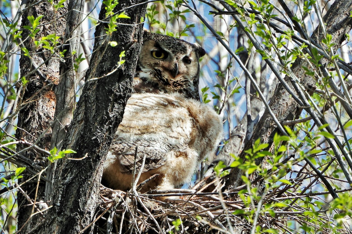Great Horned Owl - Risë Foster-Bruder