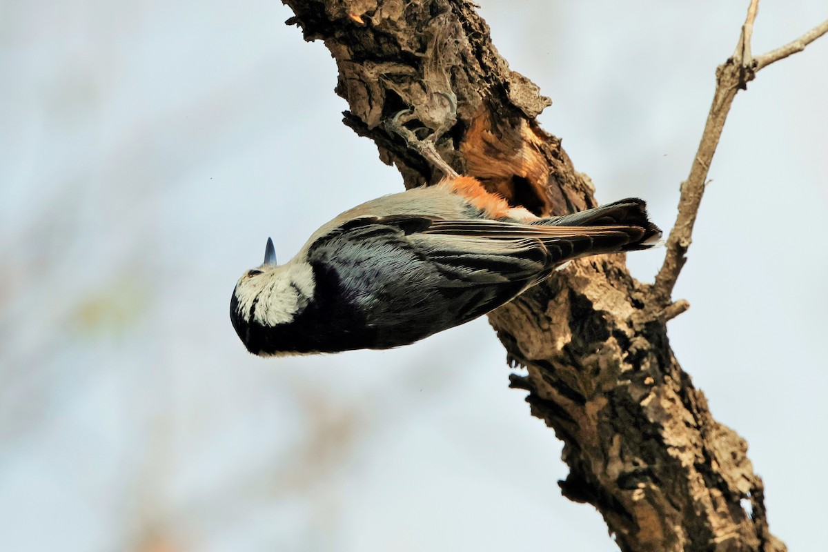 White-breasted Nuthatch - Risë Foster-Bruder