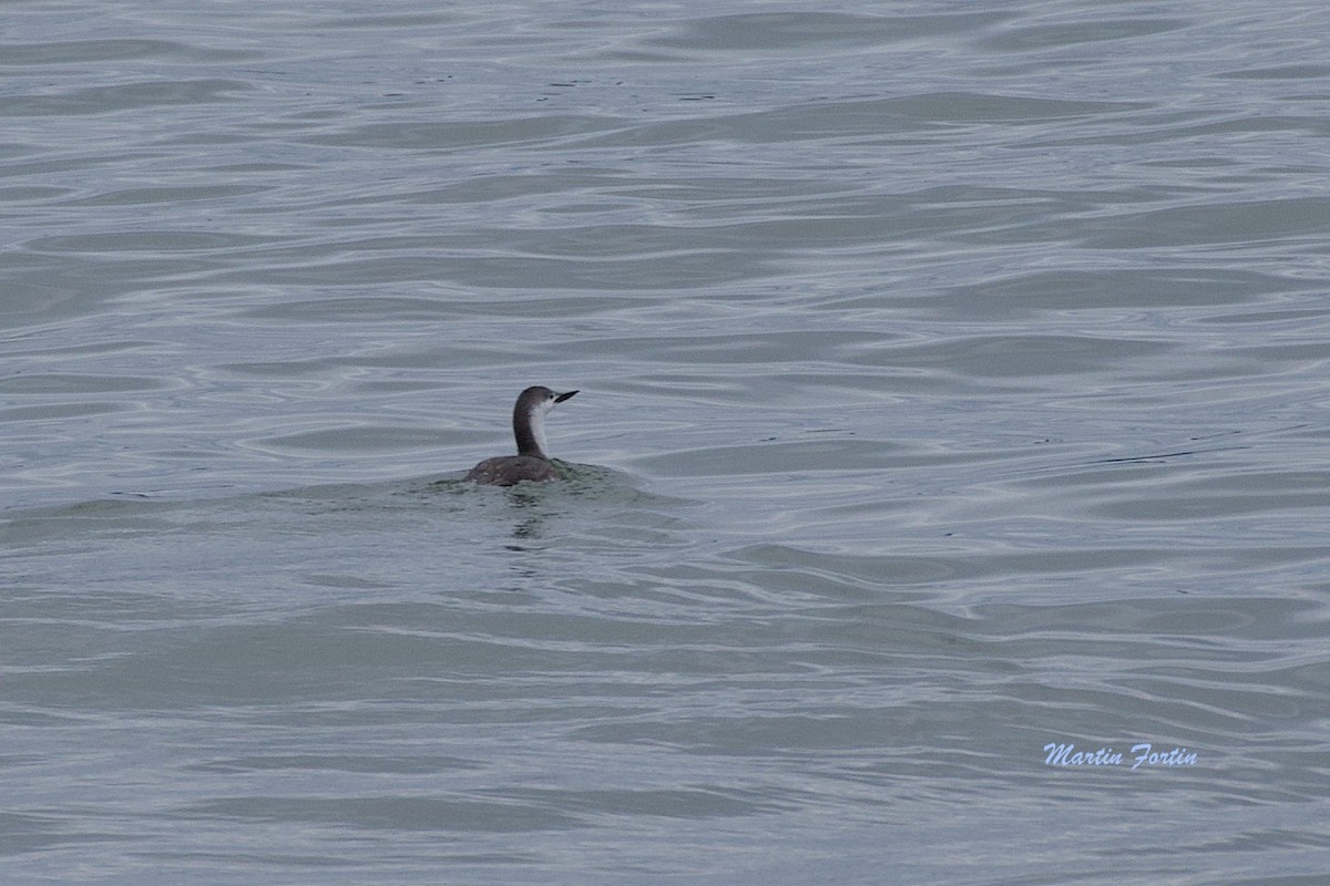Red-throated Loon - Martin Fortin