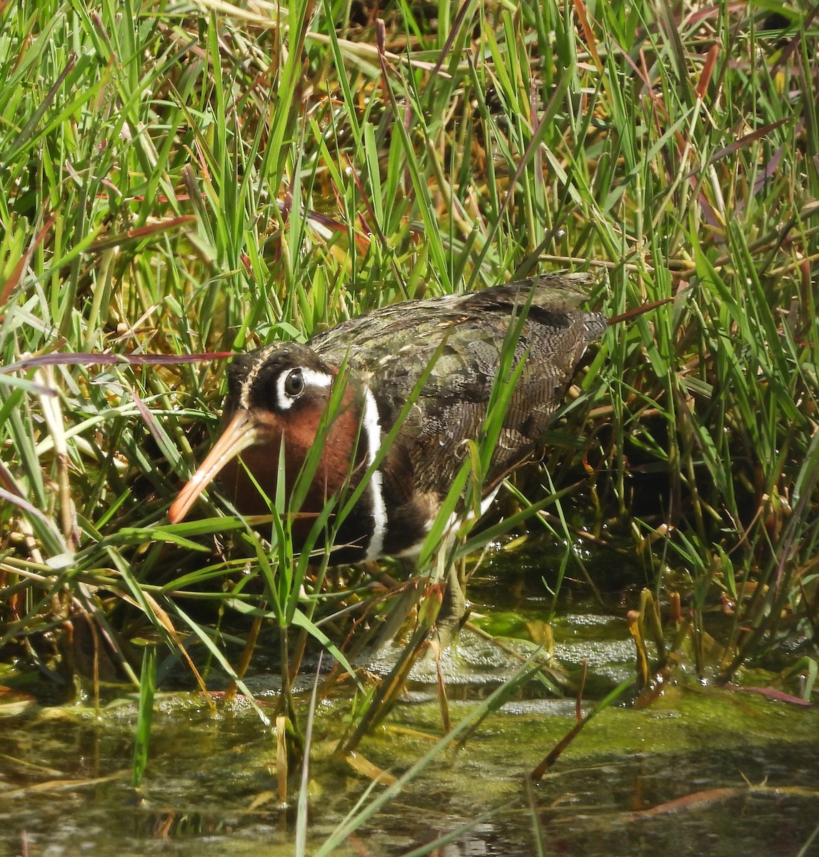 Greater Painted-Snipe - ML618293784