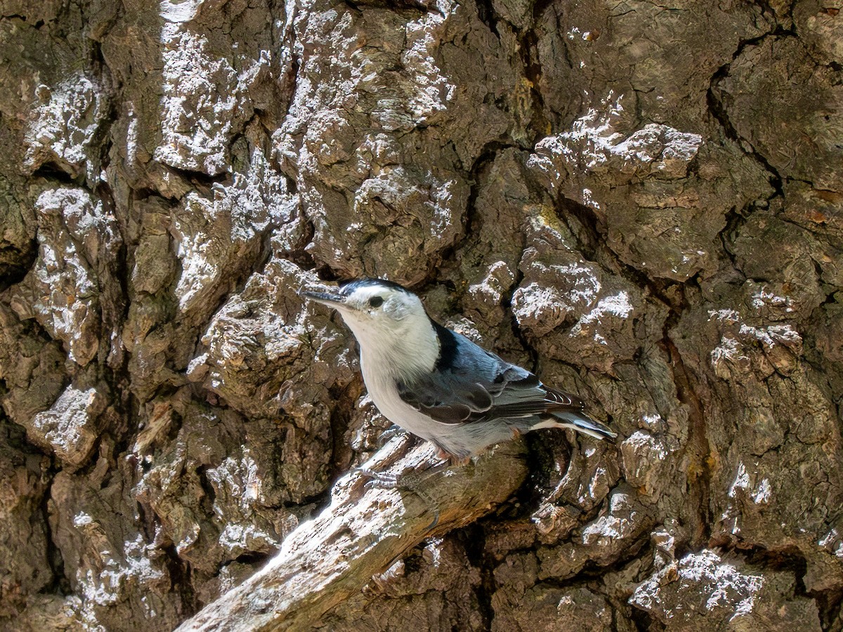 White-breasted Nuthatch (Interior West) - ML618293793