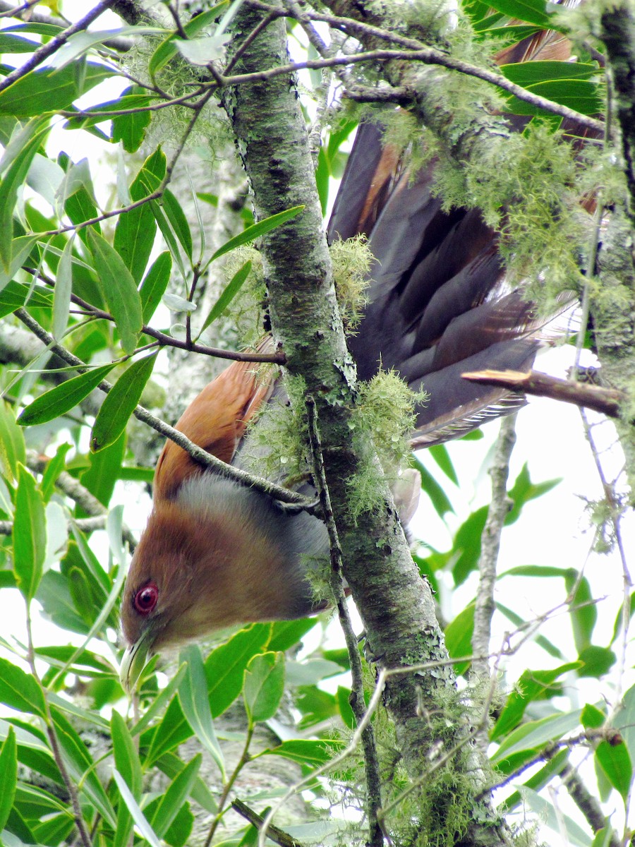 Squirrel Cuckoo - Alvaro Perez Tort