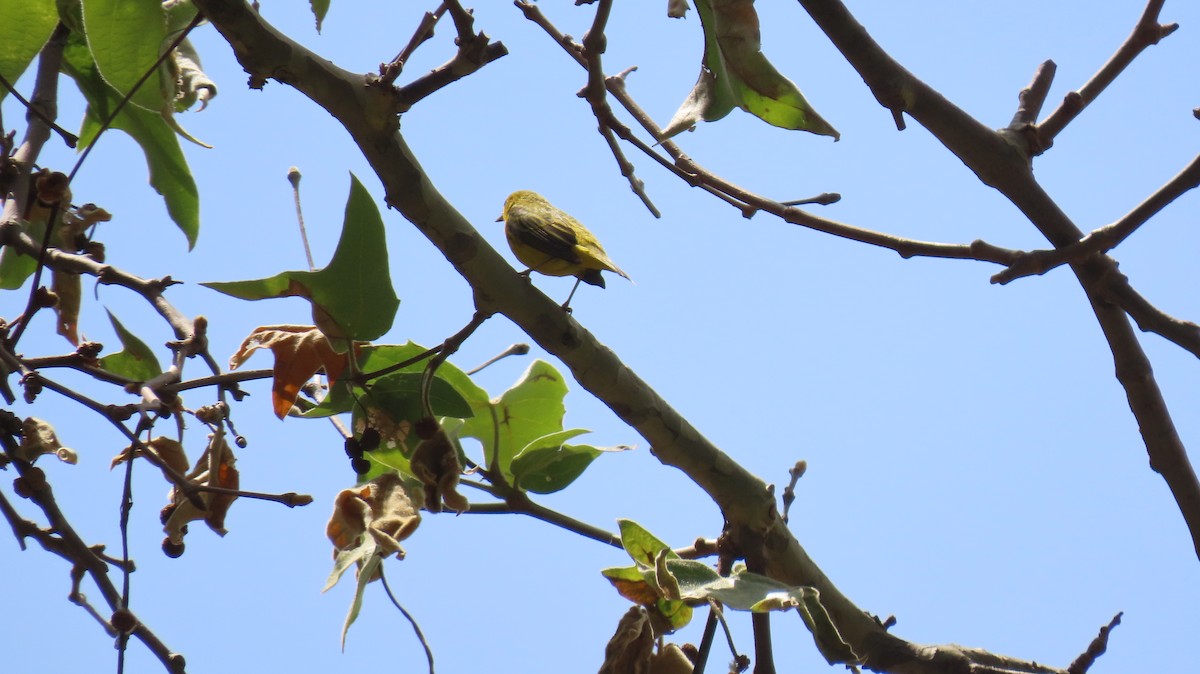 Western Tanager - ML618293898