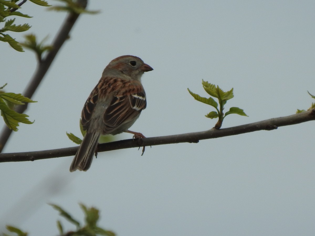 Field Sparrow - ML618293900