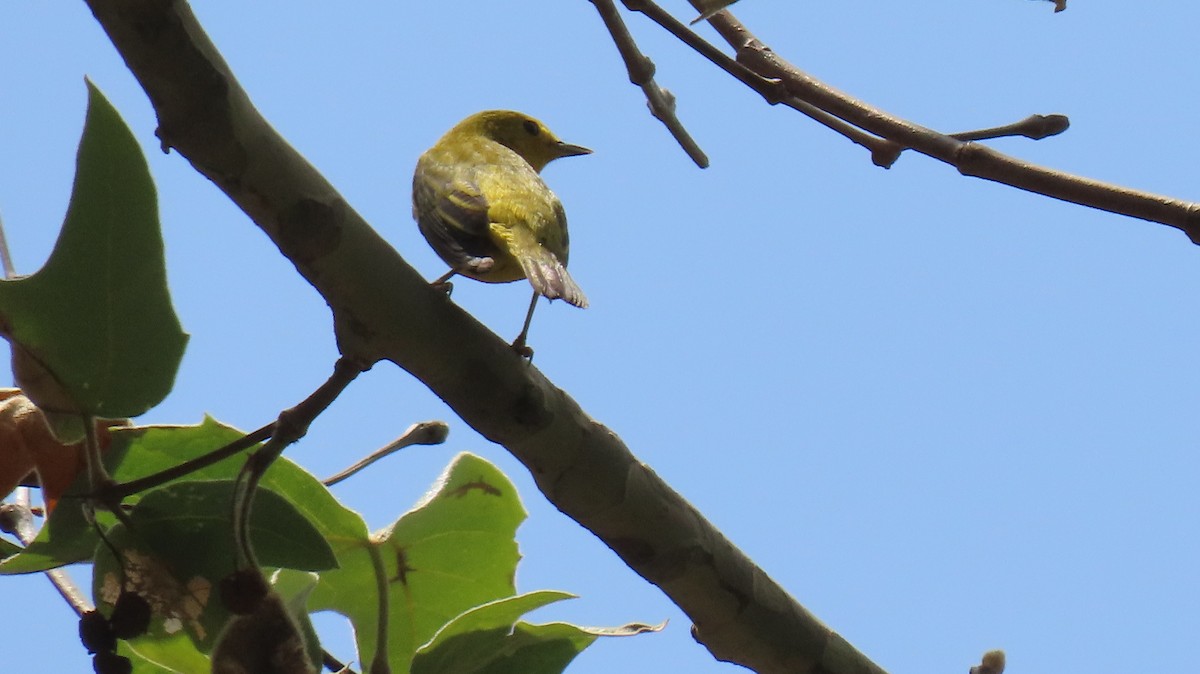 Western Tanager - ML618293911