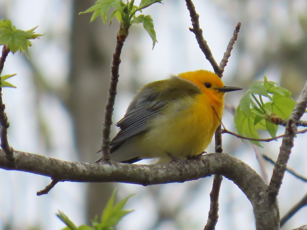 Prothonotary Warbler - ML618293938