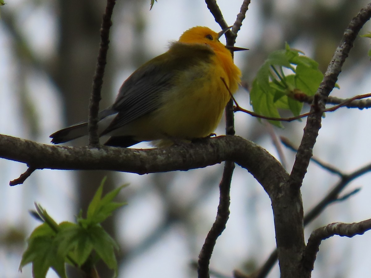 Prothonotary Warbler - ML618293939