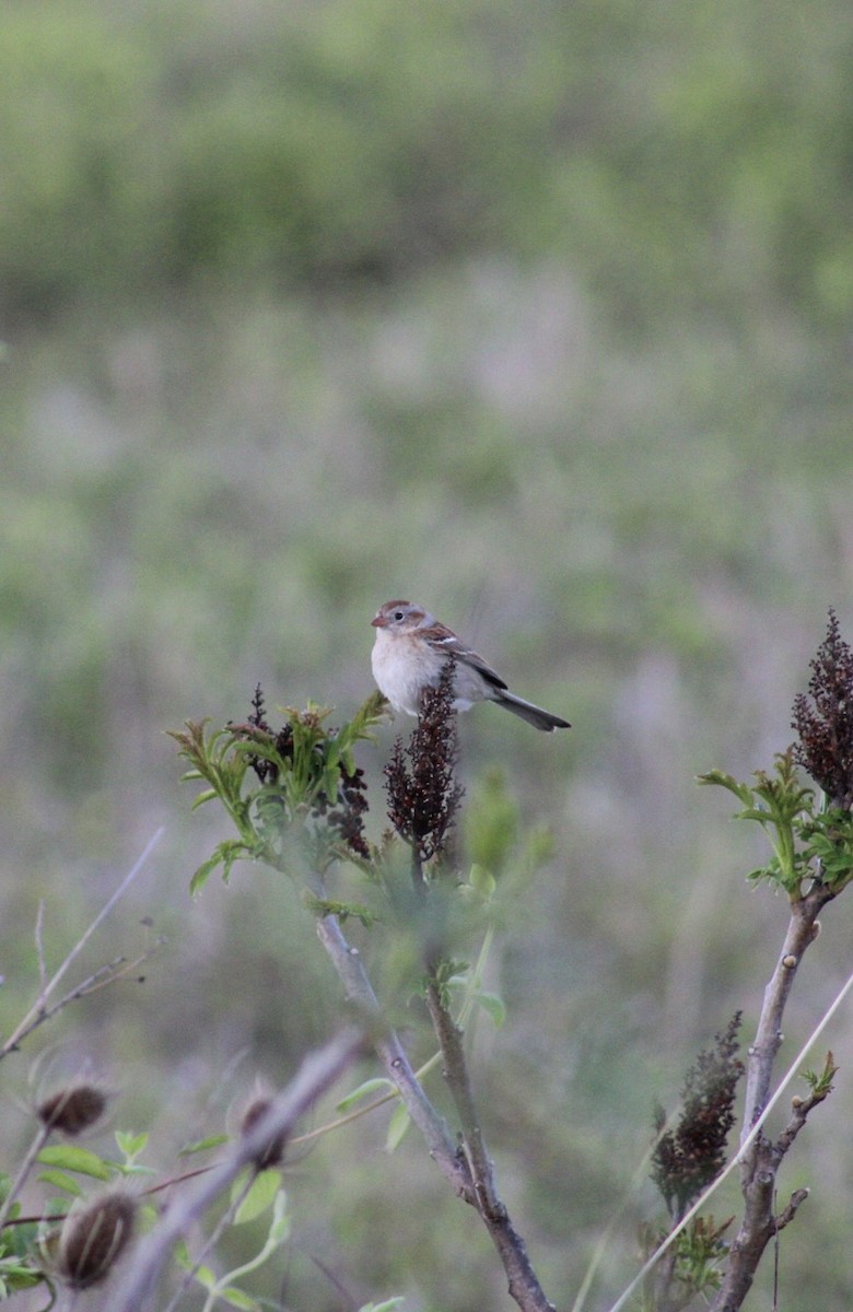 Field Sparrow - Brett Cales