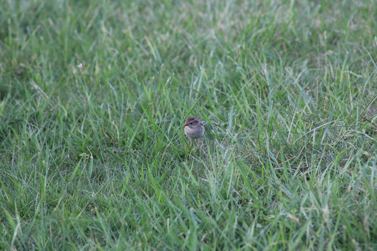 Field Sparrow - ML618293950