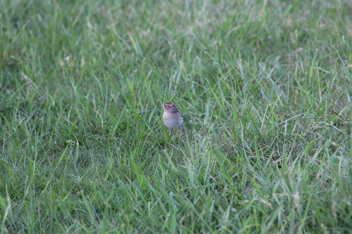 Field Sparrow - Brett Cales