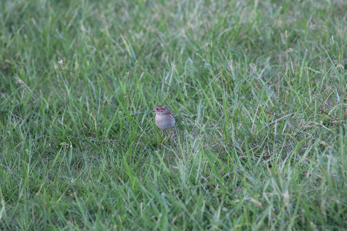 Field Sparrow - ML618293952