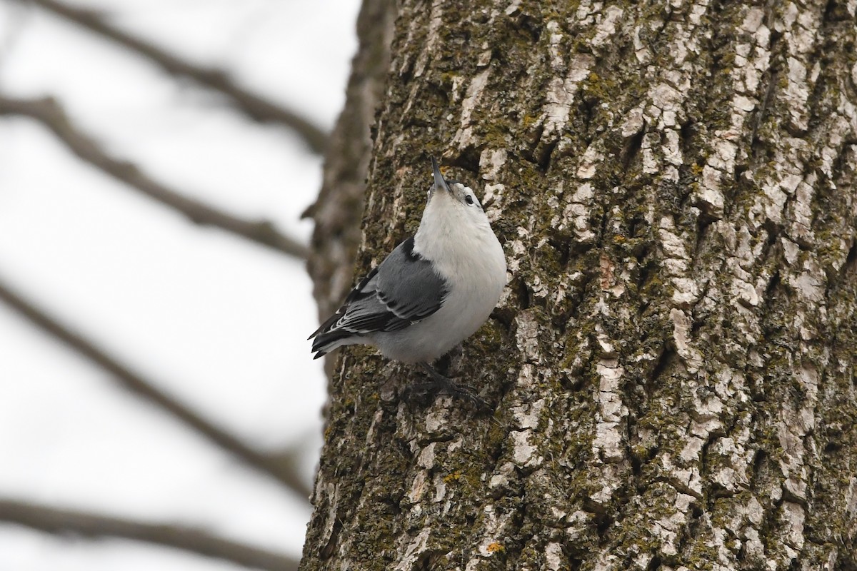 White-breasted Nuthatch - ML618293993