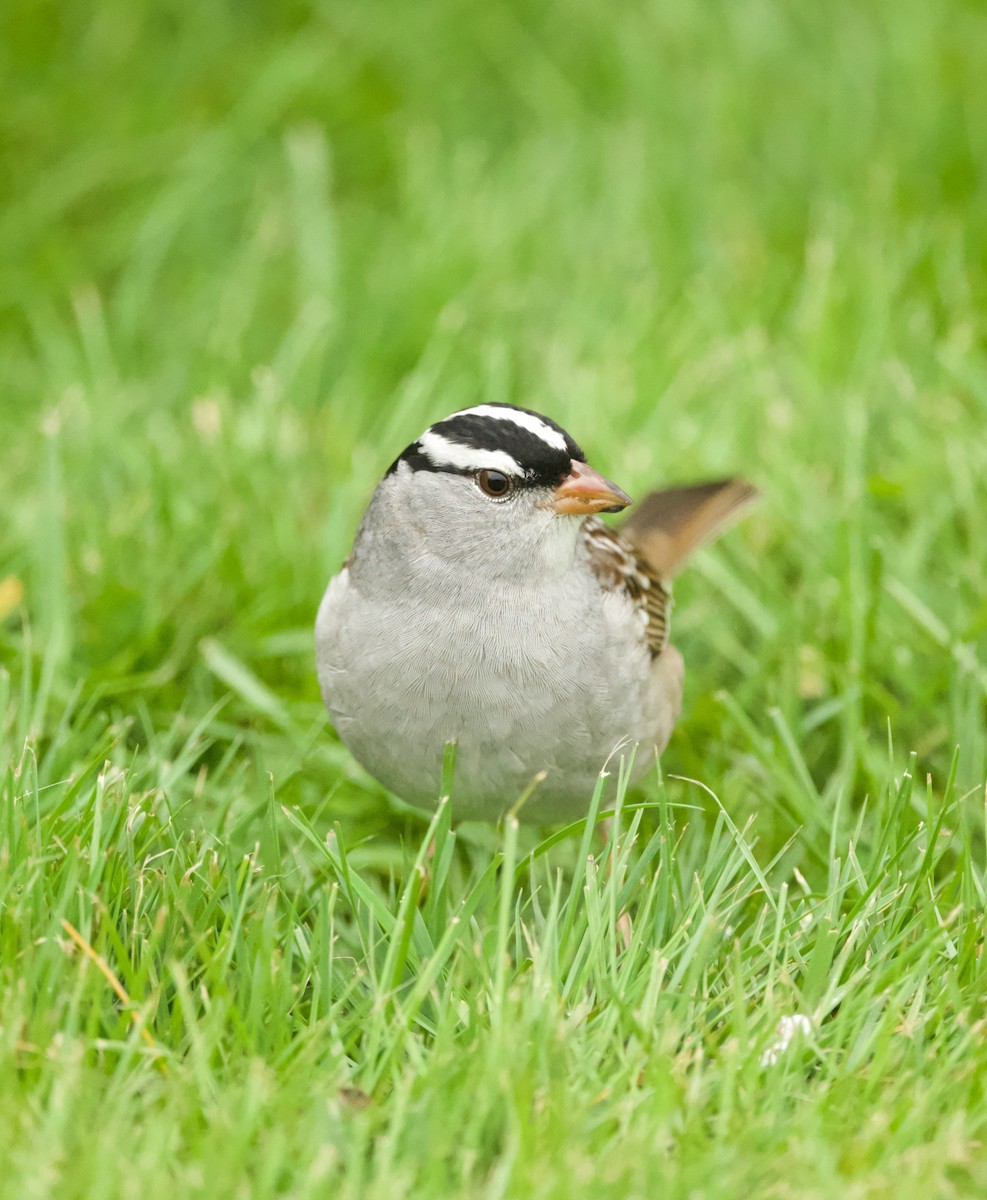 White-crowned Sparrow - Britney Fox
