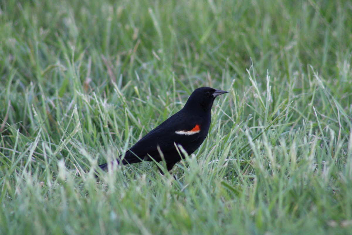 Red-winged Blackbird - Brett Cales