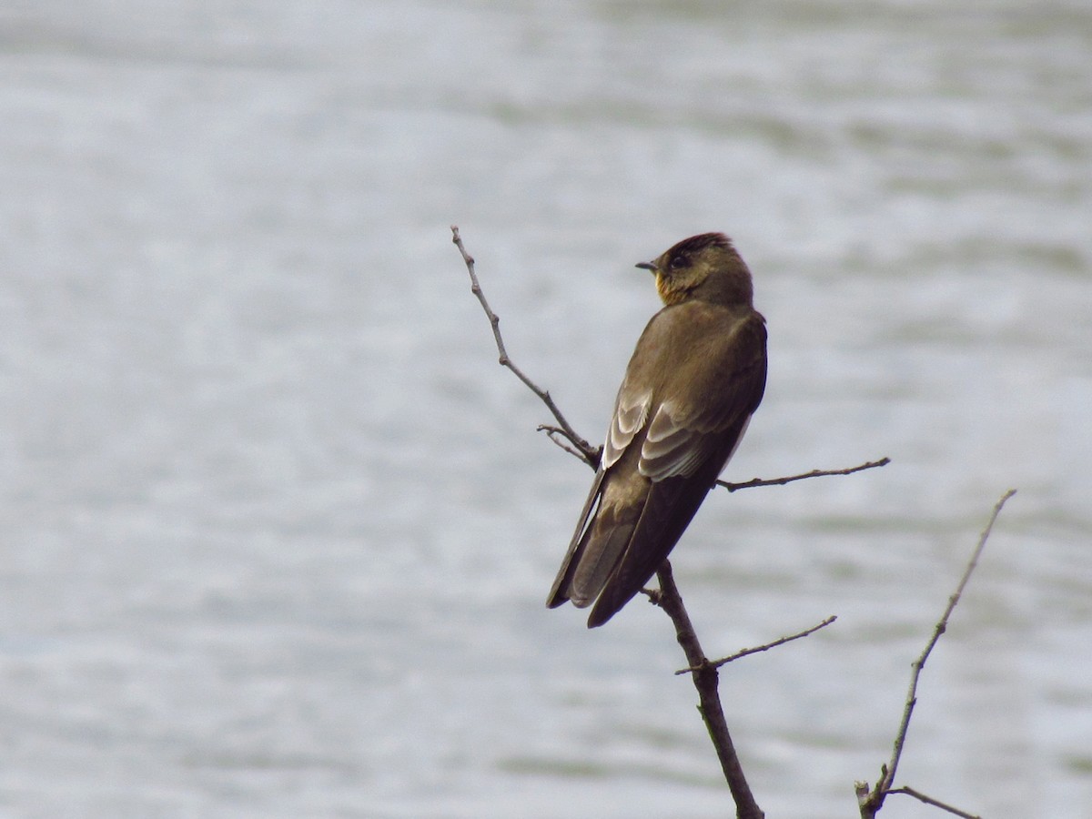 Southern Rough-winged Swallow - ML618294081