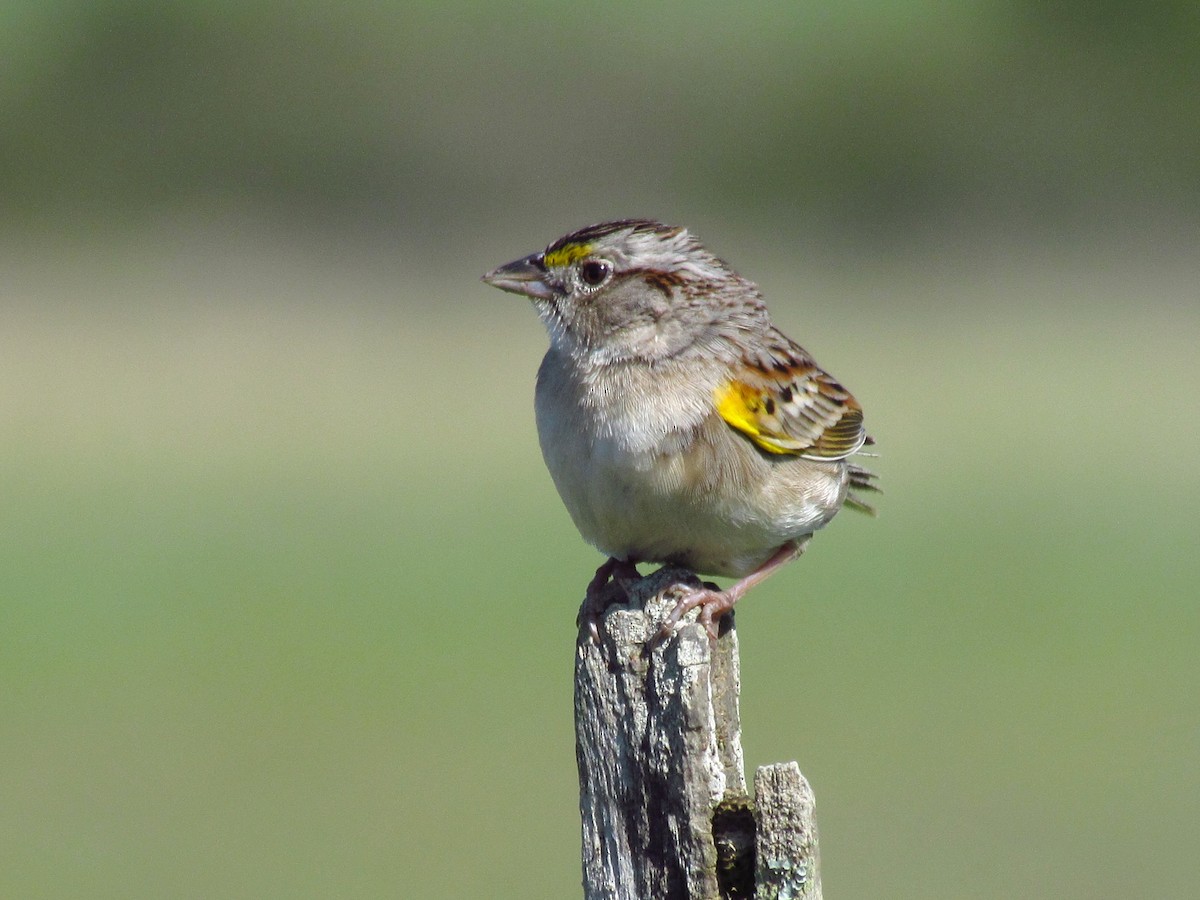 Grassland Sparrow - ML618294094