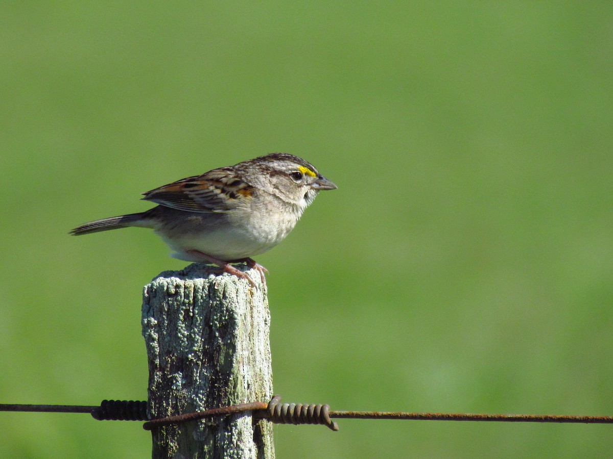 Grassland Sparrow - ML618294095