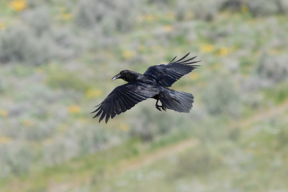 Common Raven - Neil Paprocki