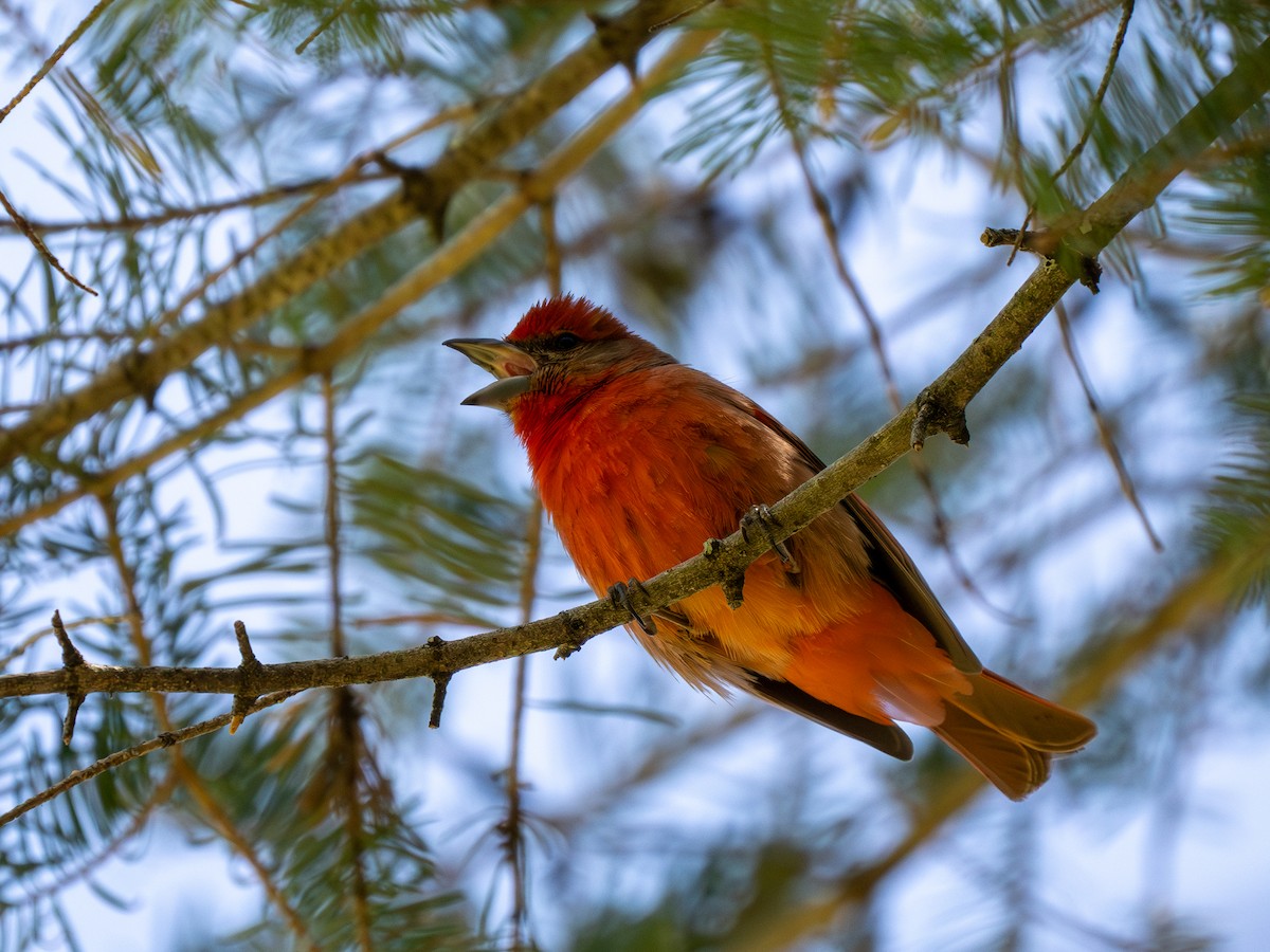 Hepatic Tanager - ML618294122