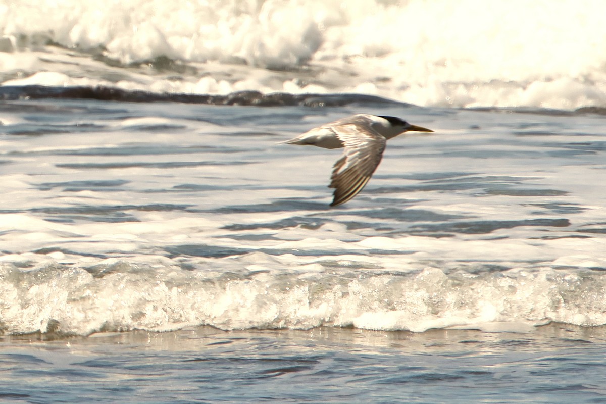 Great Crested Tern - ML618294181