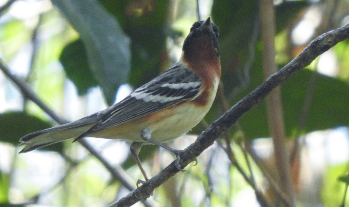 Bay-breasted Warbler - ML618294194