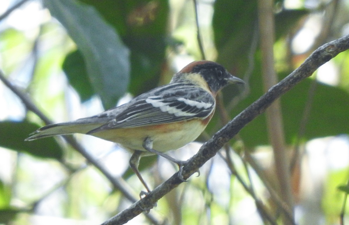 Bay-breasted Warbler - ML618294195