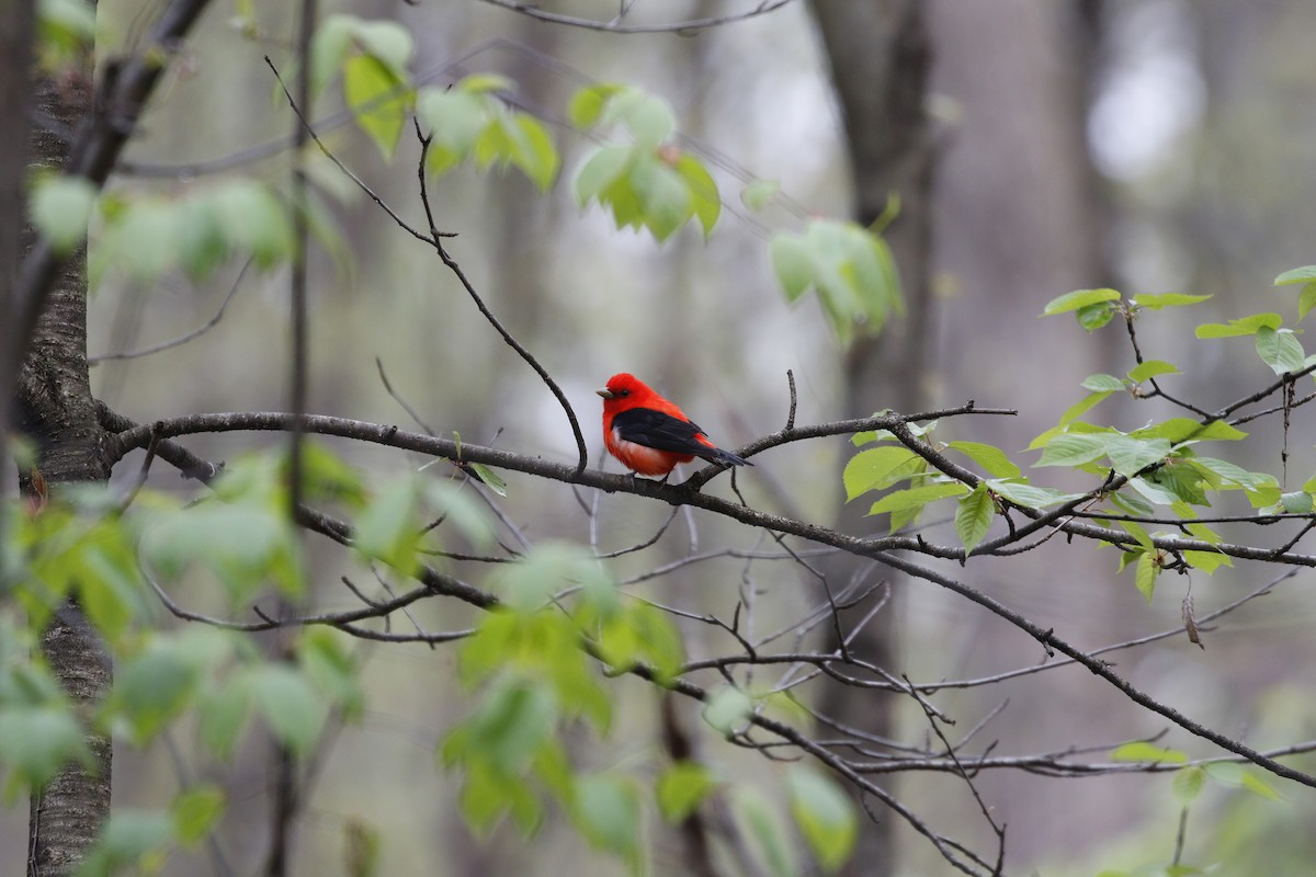 Scarlet Tanager - ML618294202