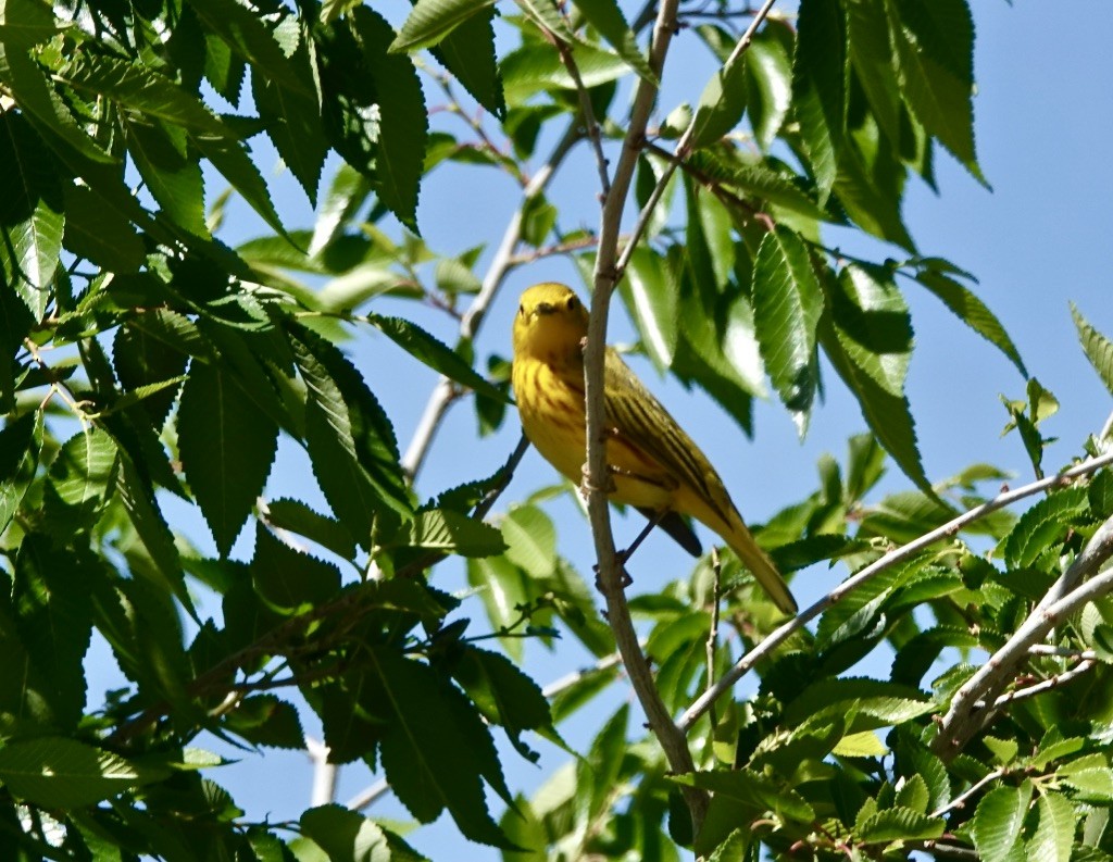 Yellow Warbler (Northern) - ML618294220