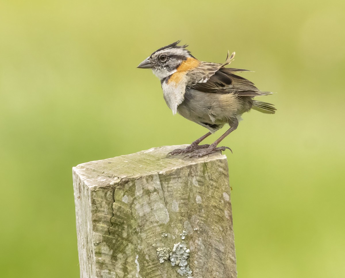 Rufous-collared Sparrow - Bonnie Graham