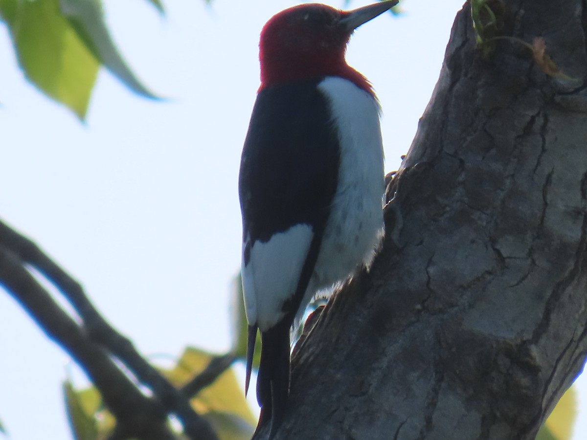 Red-headed Woodpecker - ML618294294
