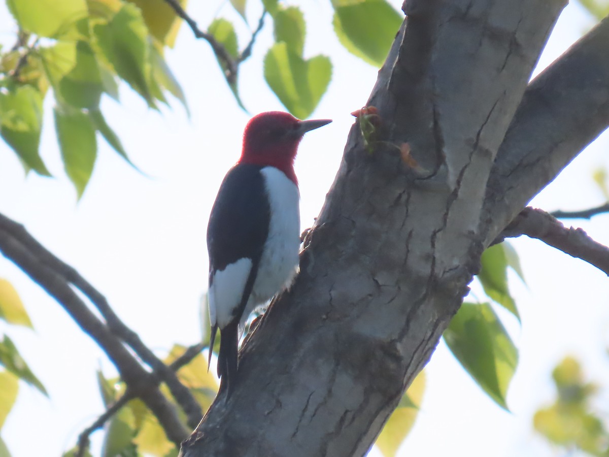 Red-headed Woodpecker - Bruce Murray