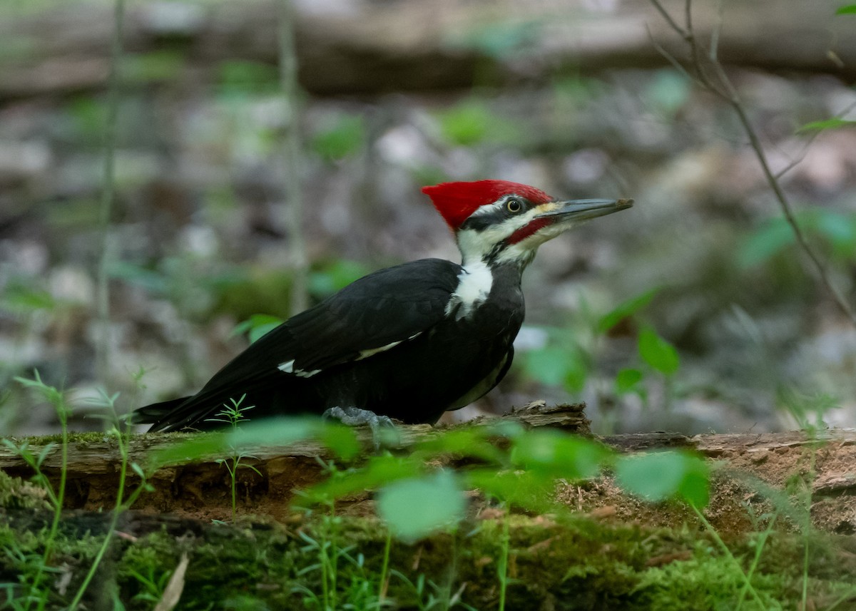 Pileated Woodpecker - Sheila and Ed Bremer