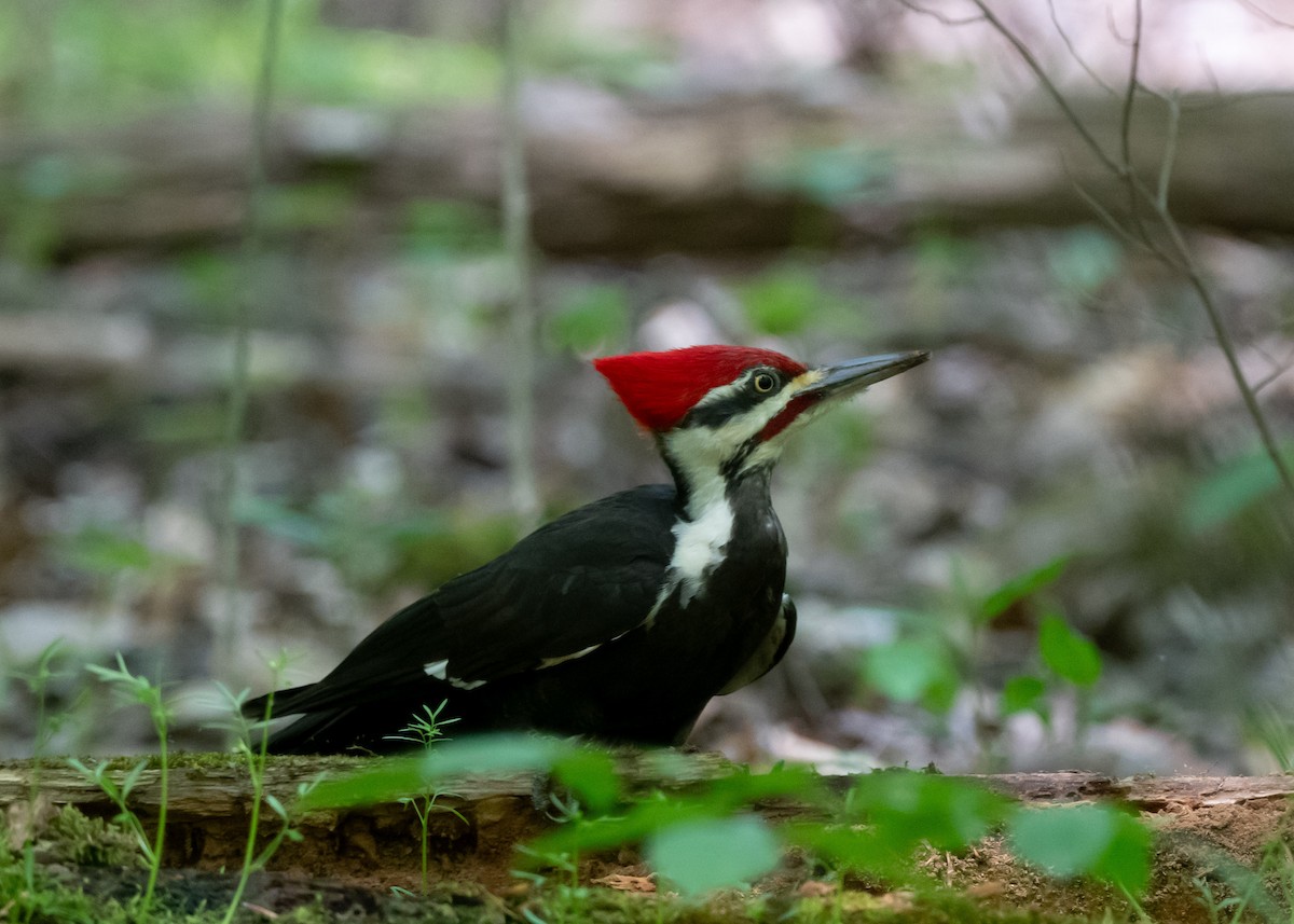 Pileated Woodpecker - Sheila and Ed Bremer